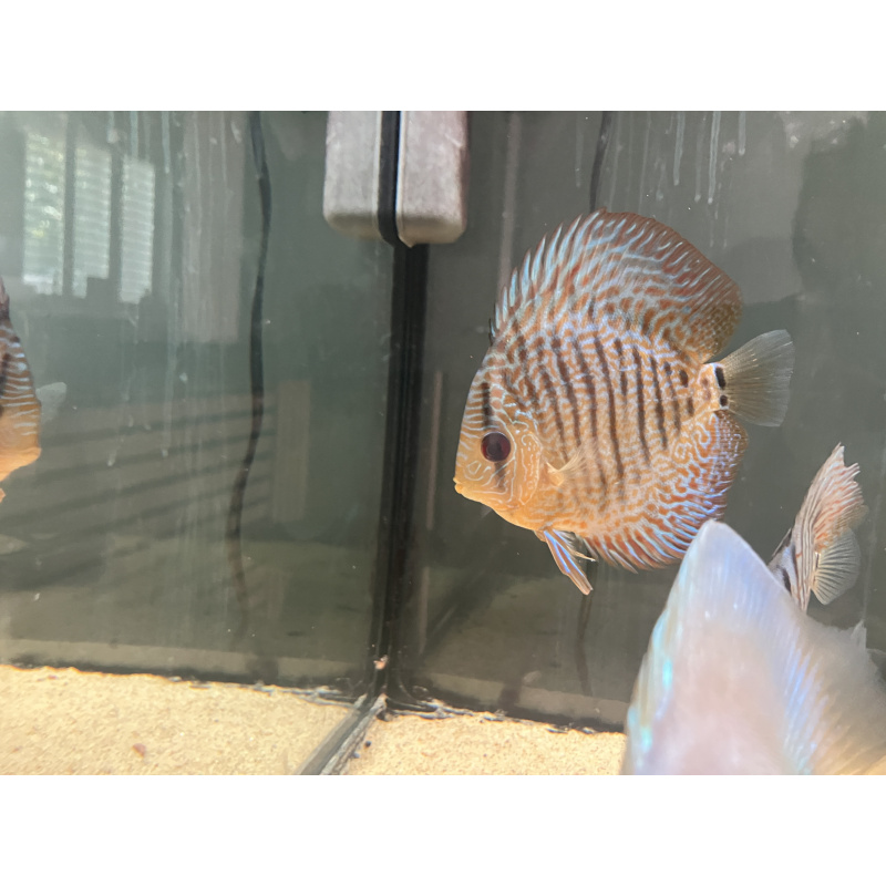UK bred stendker Discus