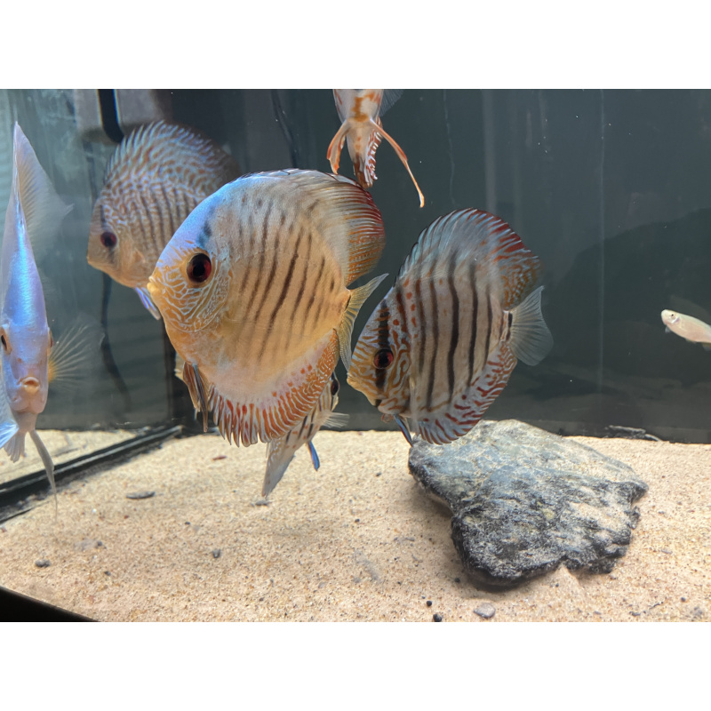 UK bred stendker Discus