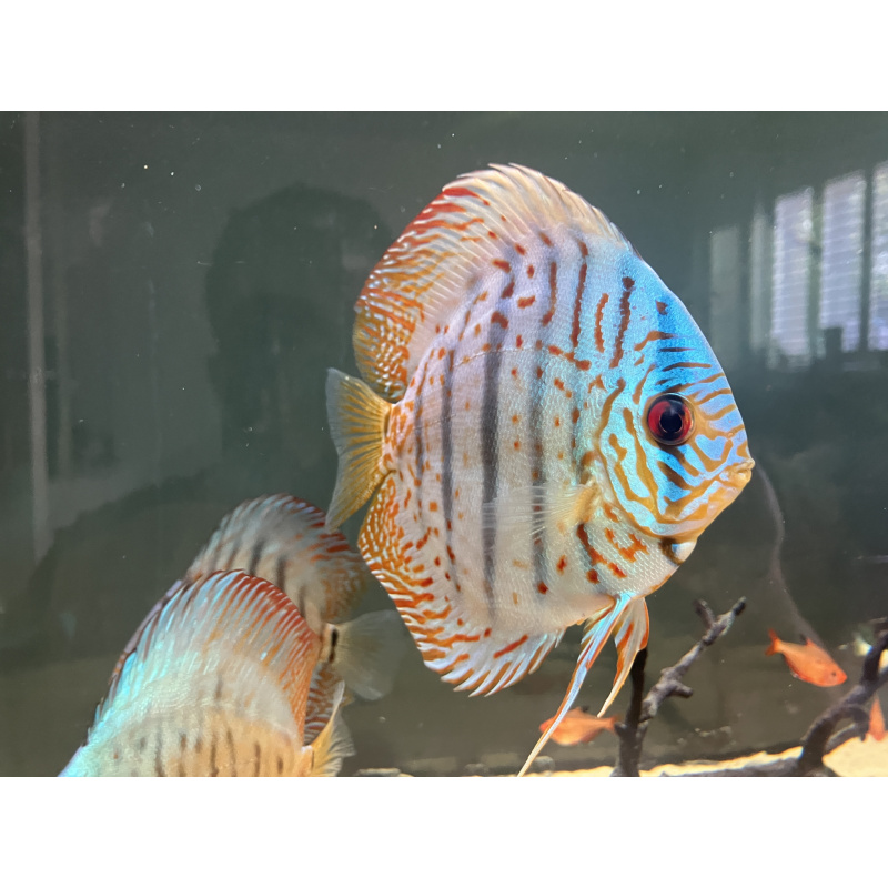 UK bred stendker Discus