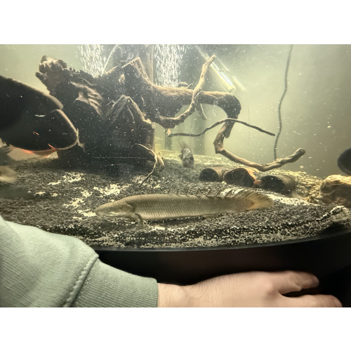 2  Bichirs Female - Male pair very fond