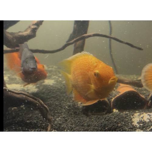 Gold severum