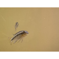 Juvenile Kribensis for sale