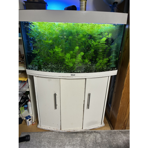 Aquarium with Live Plants & Guppies – or Guppies Only