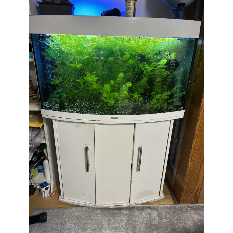 Aquarium with Live Plants & Guppies – or Guppies Only