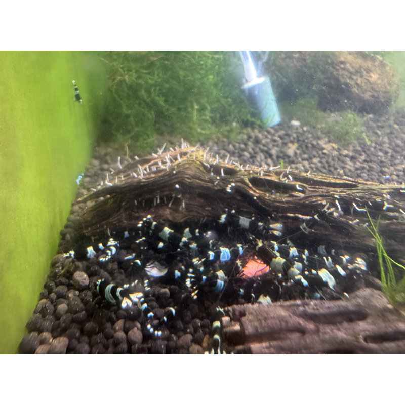 Blue shadow panda caradina shrimp