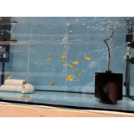 16x Labidochromis caeruleus
