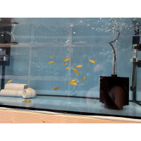 16x Labidochromis caeruleus