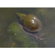 Great Pond Snails x 12 Lymnaea Stagnalis, Algae eating, pond and aquarium cleaning, UK Native.