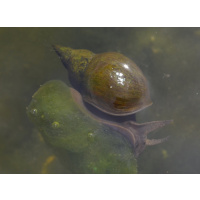 Great Pond Snails x 12 Lymnaea Stagnalis, Algae eating, pond and aquarium cleaning, UK Native.