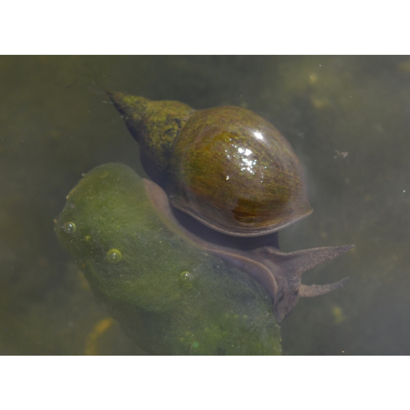 Great Pond Snails x 12 Lymnaea Stagnalis, Algae eating, pond and aquarium cleaning, UK Native.