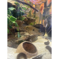 Geophagus Brasiliensis for sale