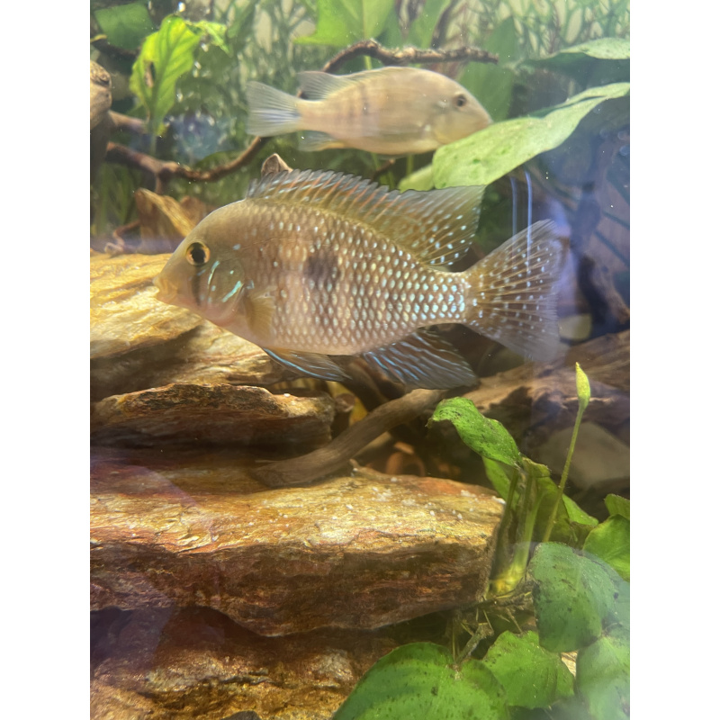 Geophagus Brasiliensis for sale