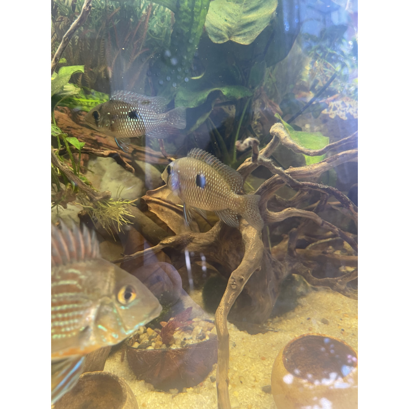 Geophagus Brasiliensis for sale