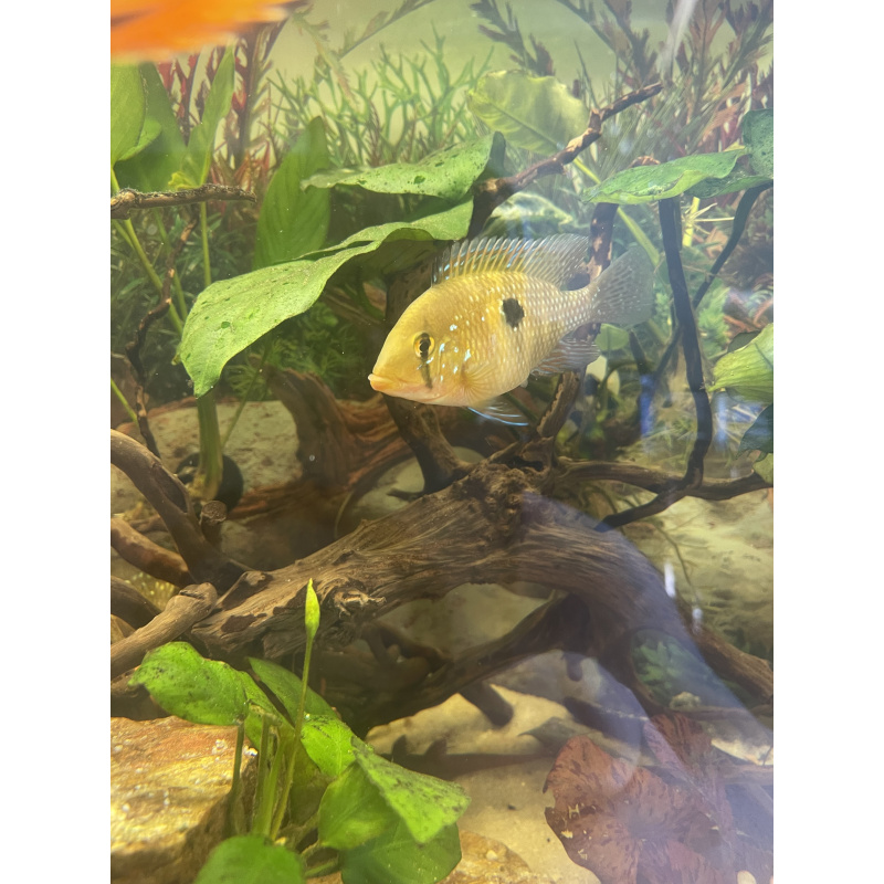 Geophagus Brasiliensis for sale