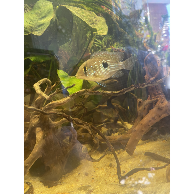 Geophagus Brasiliensis for sale