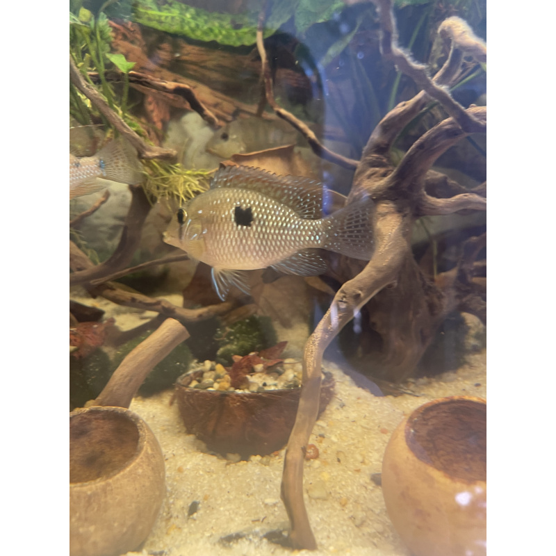 Geophagus Brasiliensis for sale