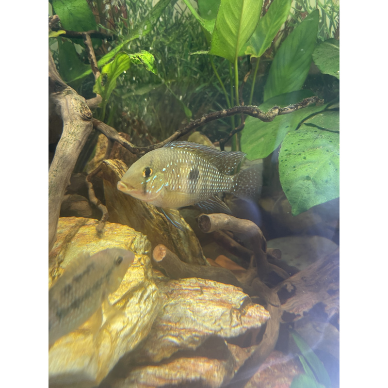 Geophagus Brasiliensis for sale