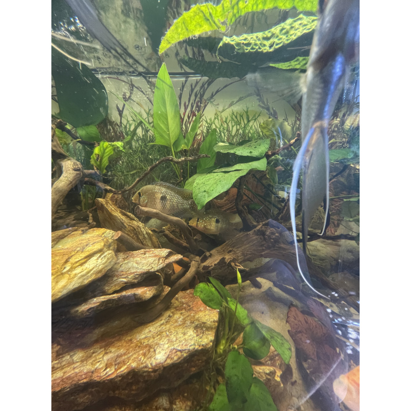 Geophagus Brasiliensis for sale