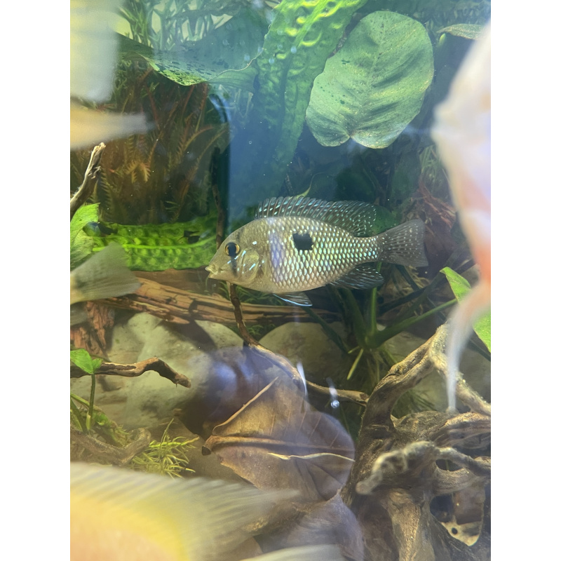 Geophagus Brasiliensis for sale