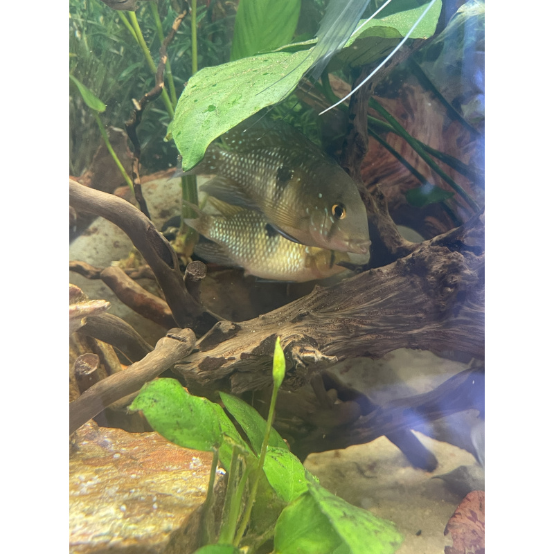 Geophagus Brasiliensis for sale
