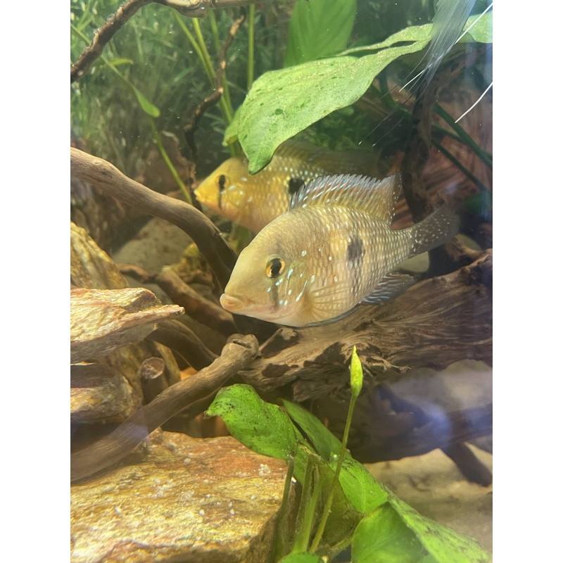 Geophagus Brasiliensis for sale