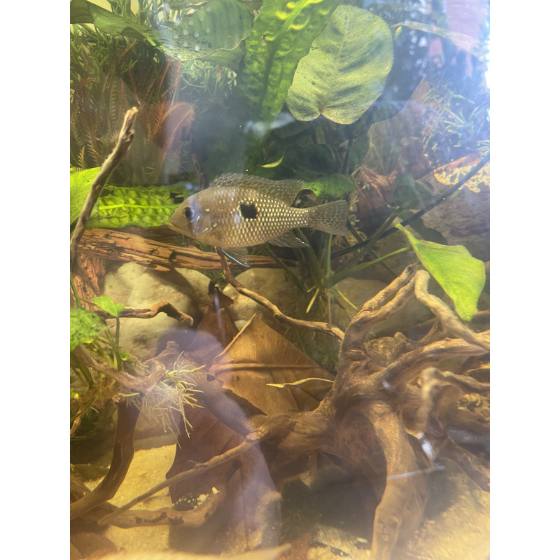 Geophagus Brasiliensis for sale