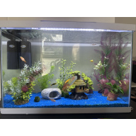 Fress water fishes + full setup tank