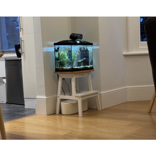 60L aquarium with 5 Molly fish – looking for a caring, experienced home