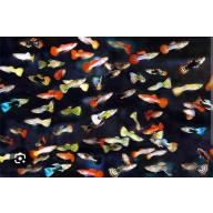 Live Mixed Guppies – group of x20 Assorted Male & Female & fry Fish ,FREE UK delivery with tracking
