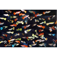 Live Mixed Guppies – Assorted Male & Female & fry Fish ,FREE UK delivery with tracking