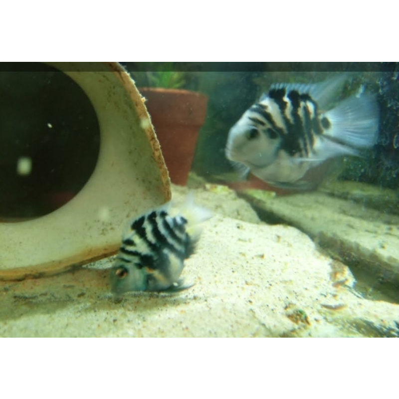 4x Polar blue Parrots cichlids