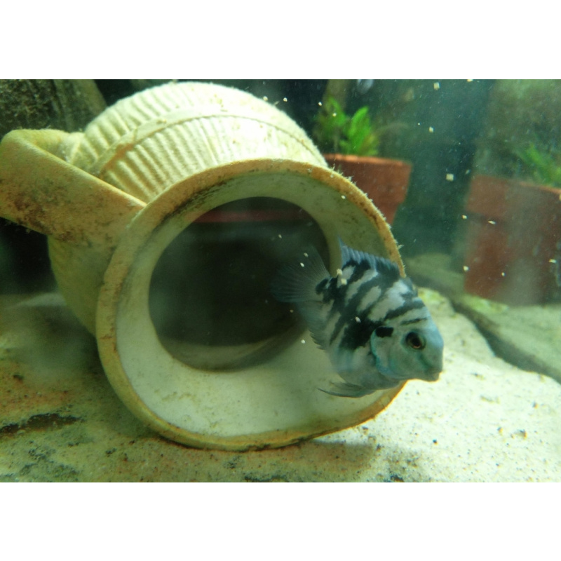 4x Polar blue Parrots cichlids