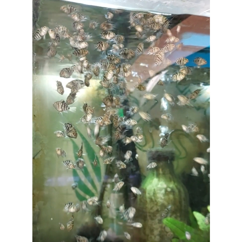 4x Polar blue Parrots cichlids