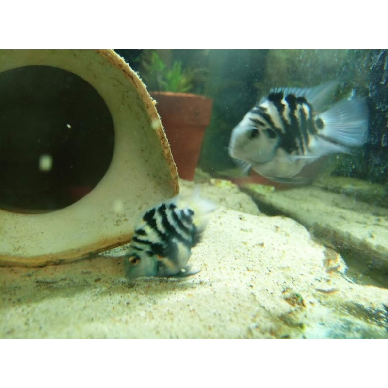 4x Polar blue Parrots cichlids