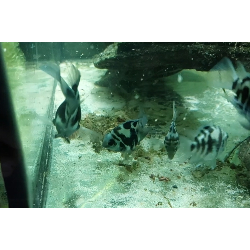 4x Polar blue Parrots cichlids