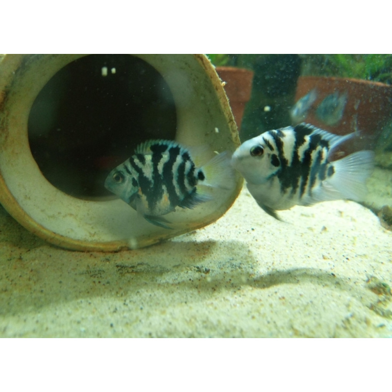 4x Polar blue Parrots cichlids
