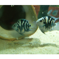 4x Polar blue Parrots cichlids