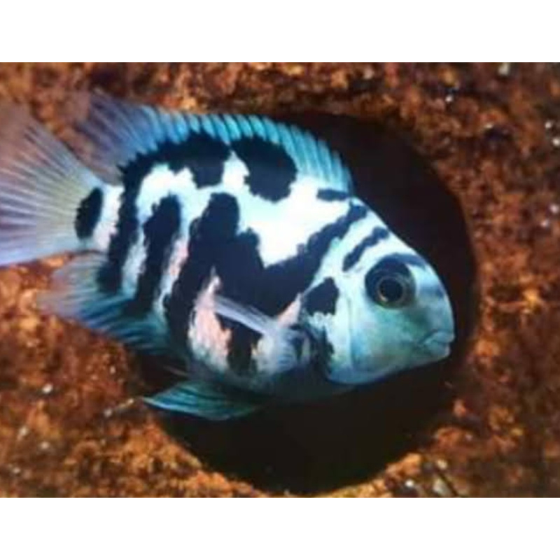 4x Polar blue Parrots cichlids