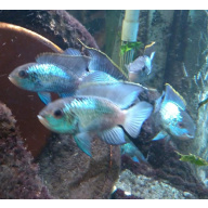 2x Electric Blue Acara