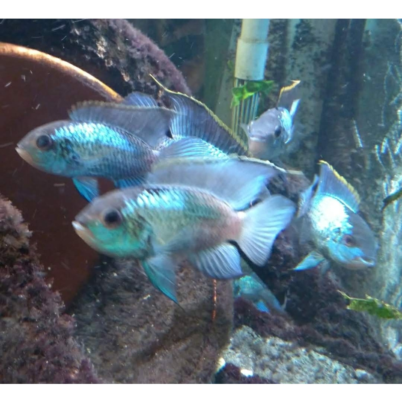 2x Electric Blue Acara