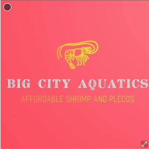 big city aquatics