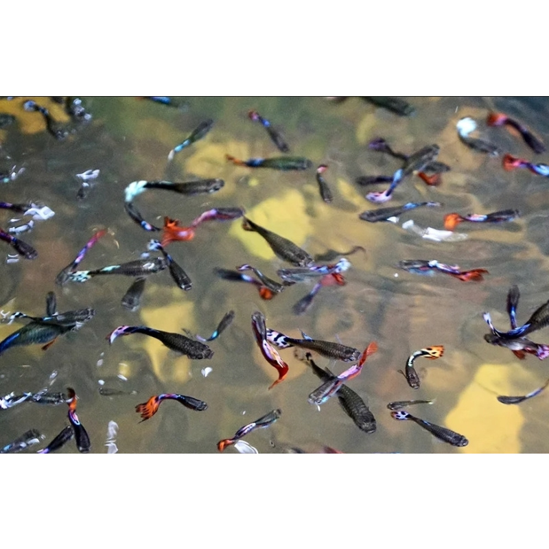 Guppy fry x20