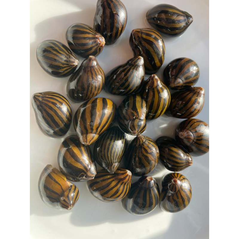 10x Mixed Coloured Ramshorn Snails +3x Trumpet Snail + 1x Nerite Snail.