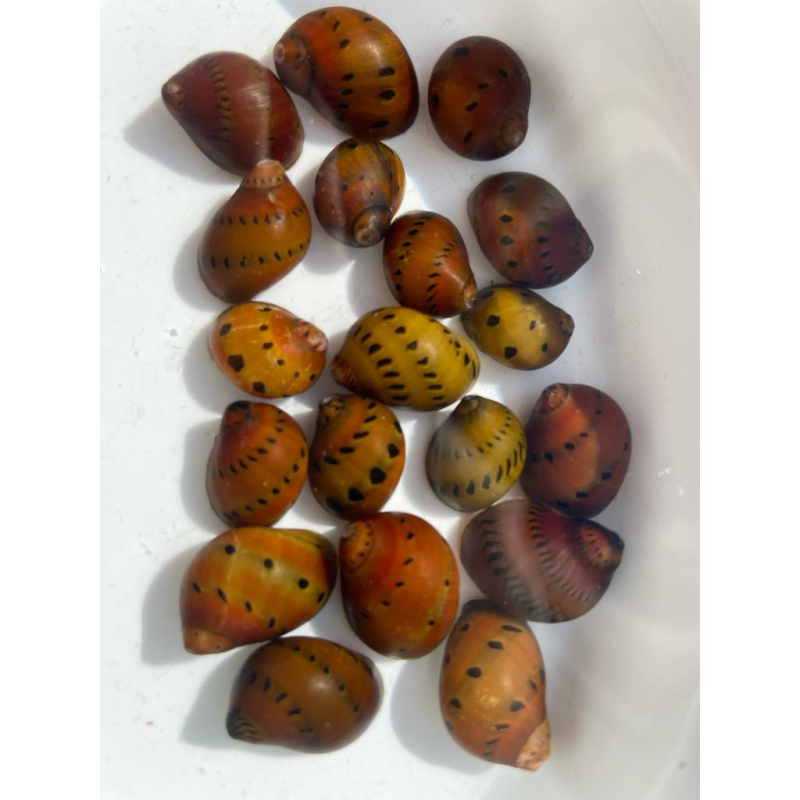 2x Nerites 10x Mixed Coloured Ramshorn Snails +3x Trumpet Snail + 1x Free Buddha Nut Seed Pod.