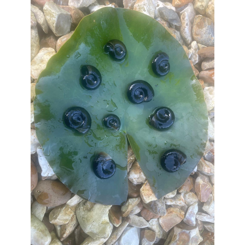25x Mix Native Pond Snails
