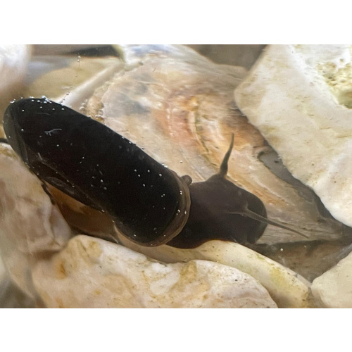 24x Pond snails (Great Ramshorn)