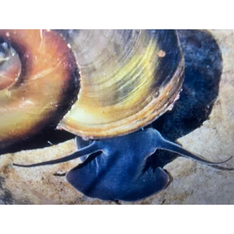 25x Mix Native Pond Snails