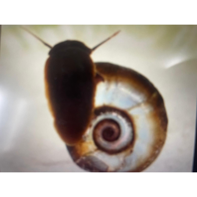 24x Pond snails (Great Ramshorn)