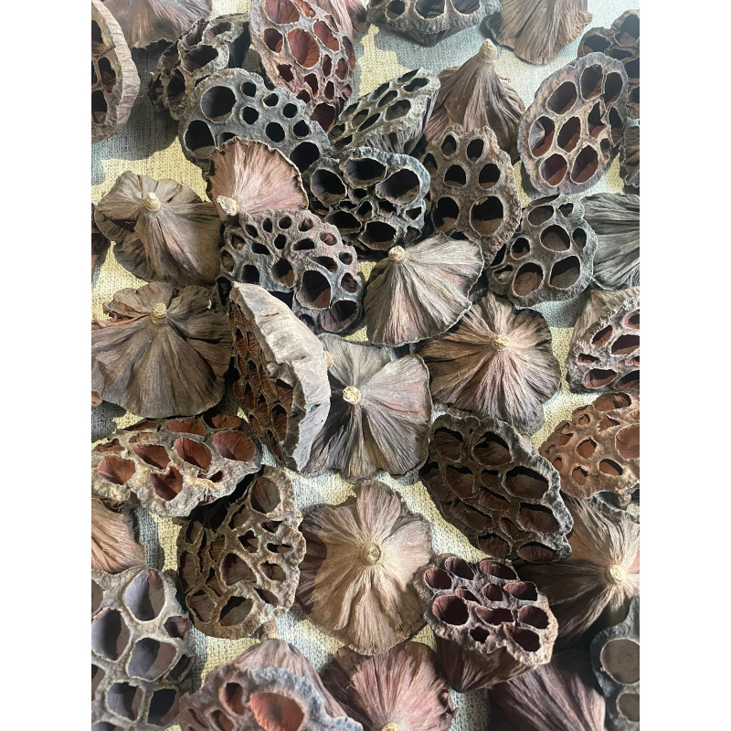 Large Botanicals Box, Blackwater set up/ Benifical tanning, preventing, disess, + Decor.