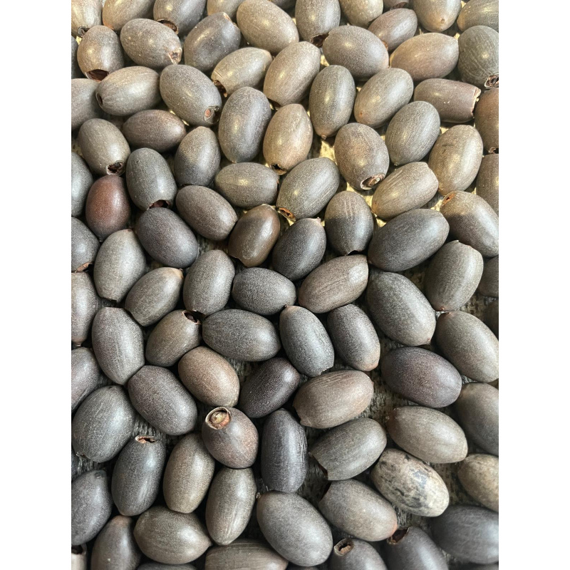 Large Botanicals Box, Blackwater set up/ Benifical tanning, preventing, disess, + Decor.